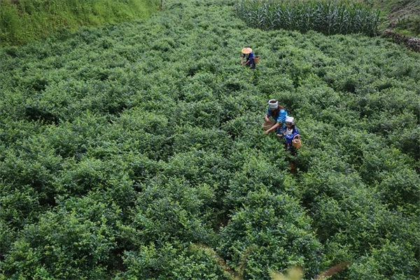 夏の鉢植えに最適な花8選！体験談から厳選した育て方のコツ