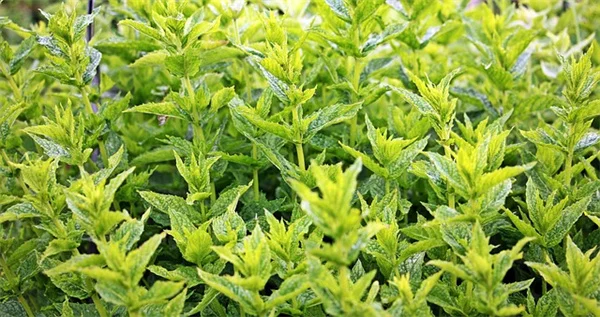冬香薄荷の育て方：5年育てた私が教える冬のハーブ栽培のコツ