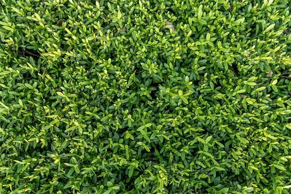 冬香薄荷の育て方：5年育てた私が教える冬のハーブ栽培のコツ